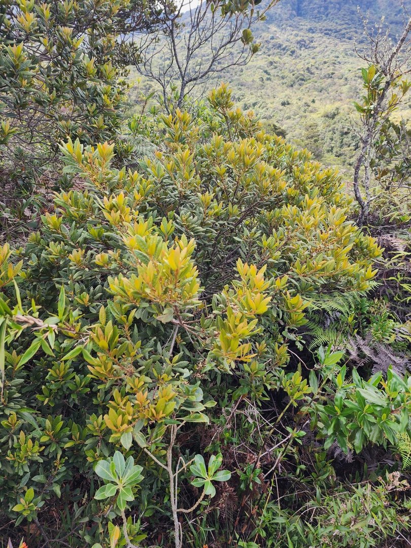 Laurel del Cera - Vista 4